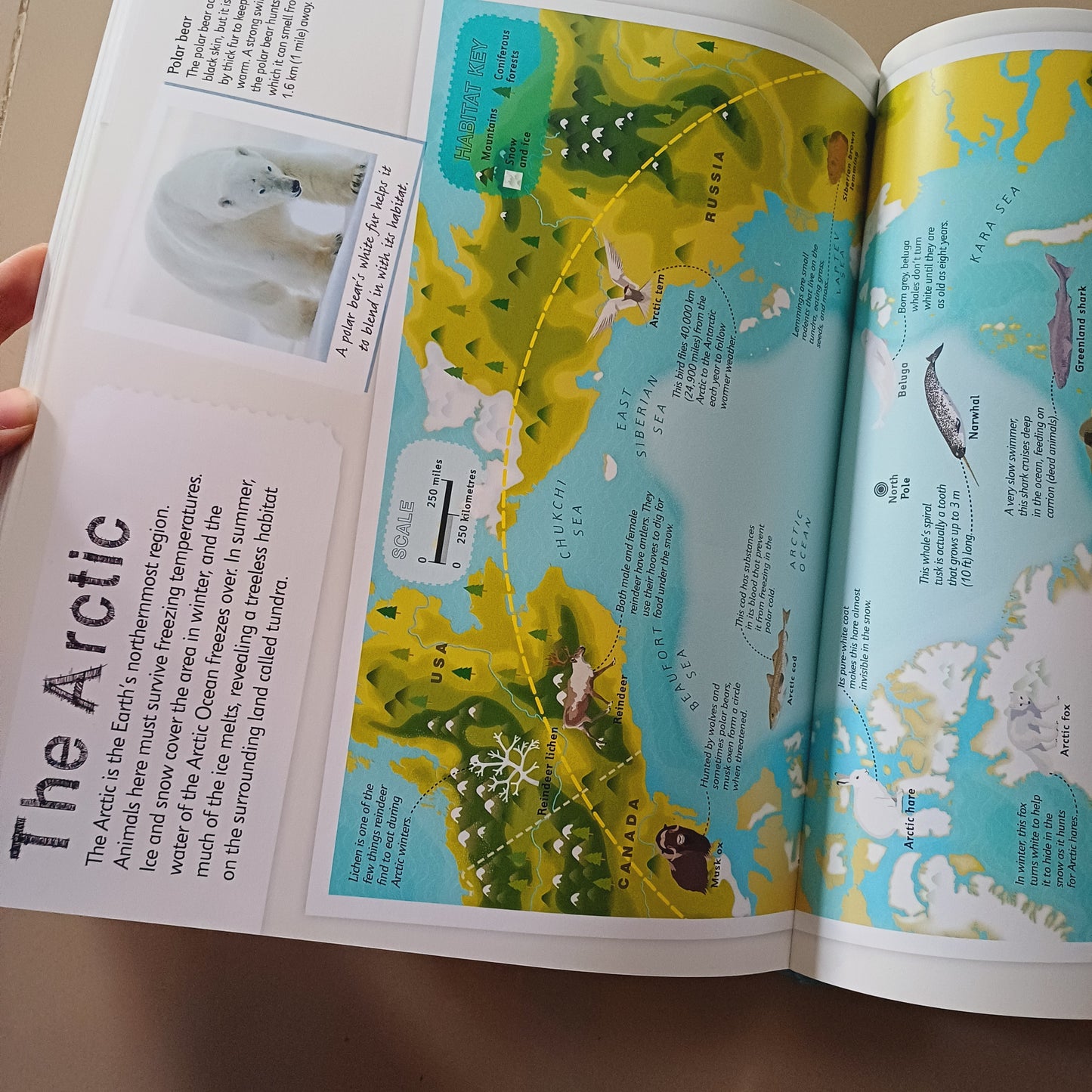 Children's Illustrated Animal Atlas-DK