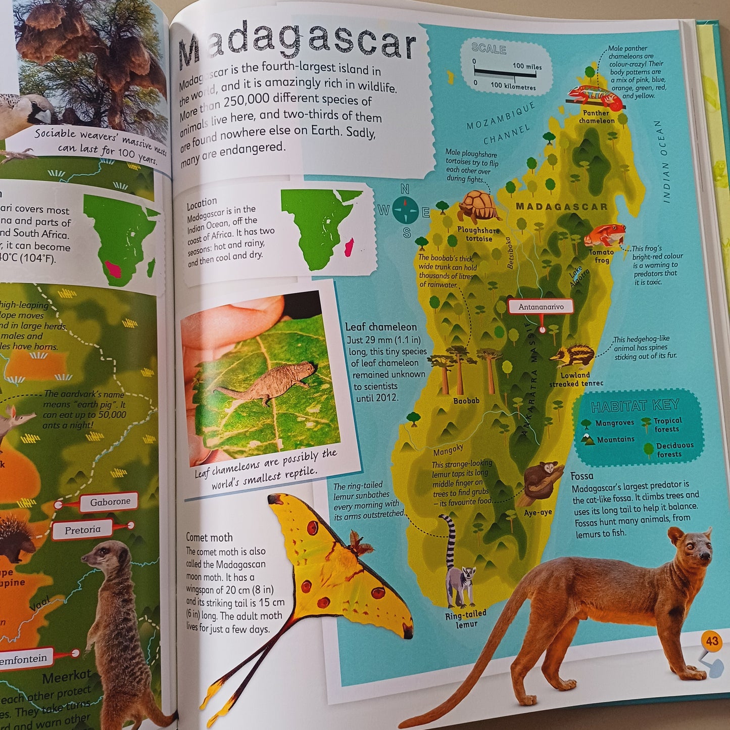 Children's Illustrated Animal Atlas-DK