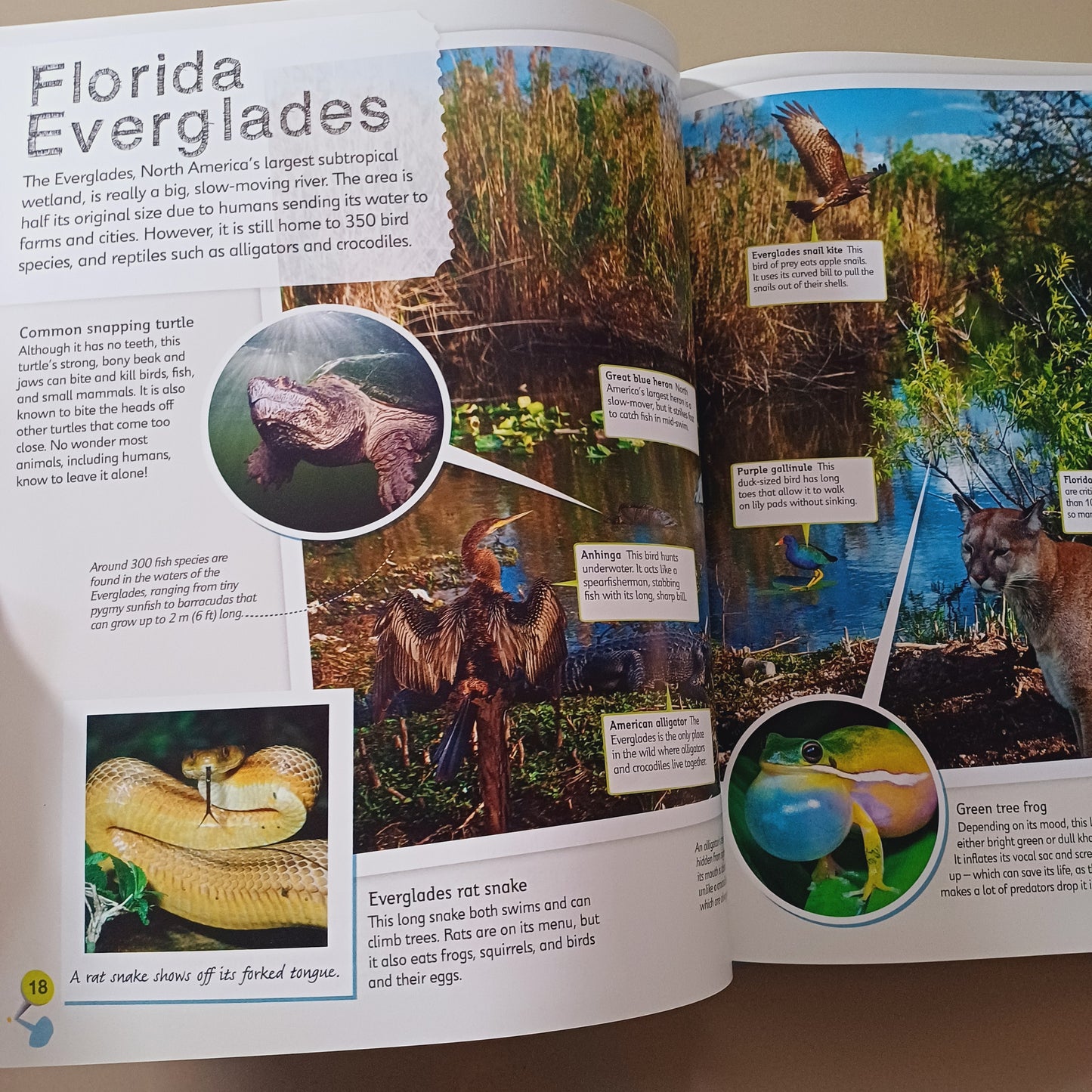 Children's Illustrated Animal Atlas-DK