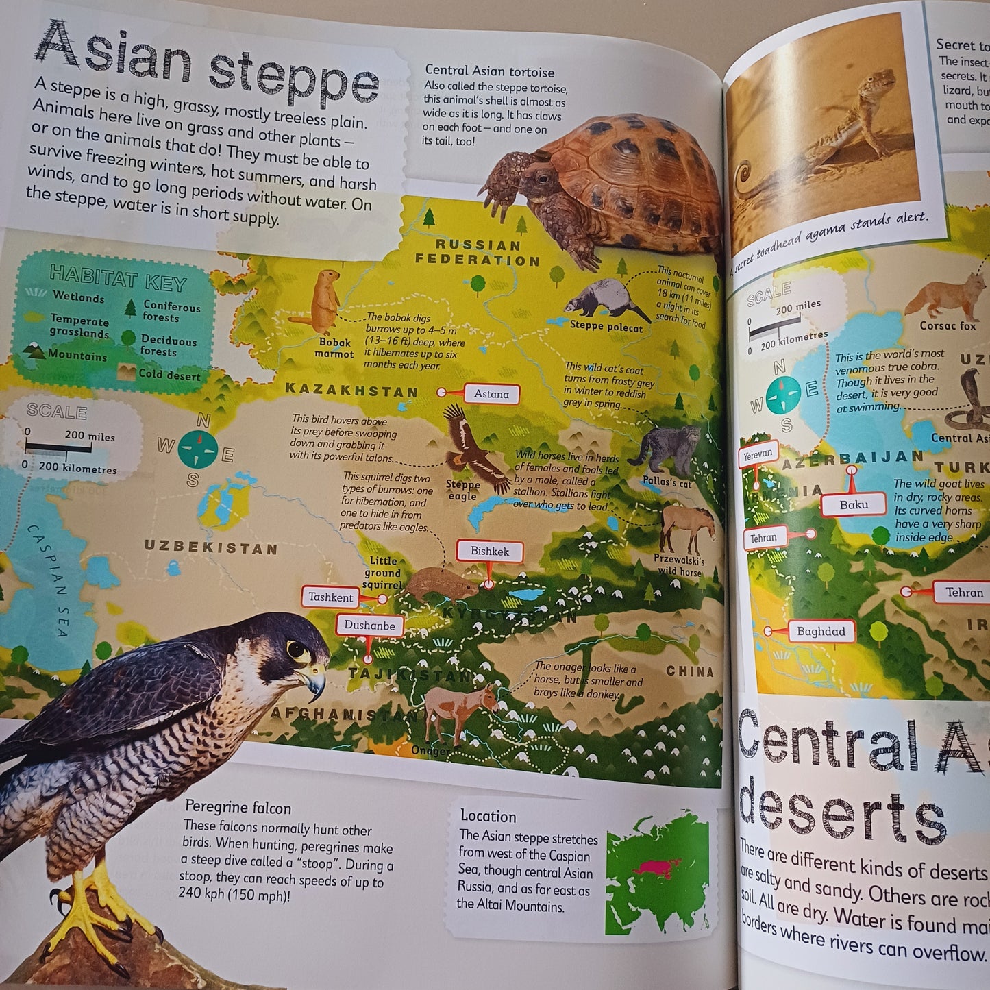 Children's Illustrated Animal Atlas-DK