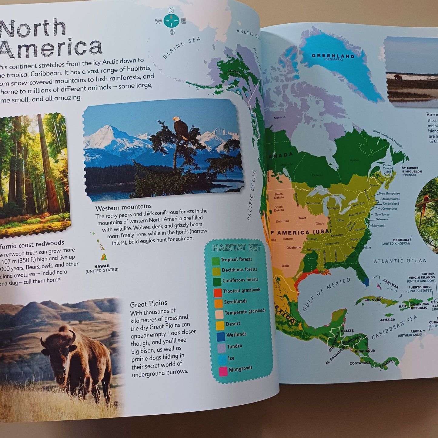 Children's Illustrated Animal Atlas-DK
