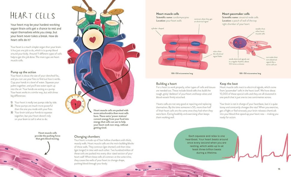 Thirty Trillion Cells- How your body Really works