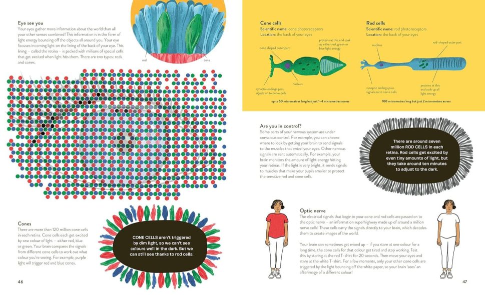 Thirty Trillion Cells- How your body Really works
