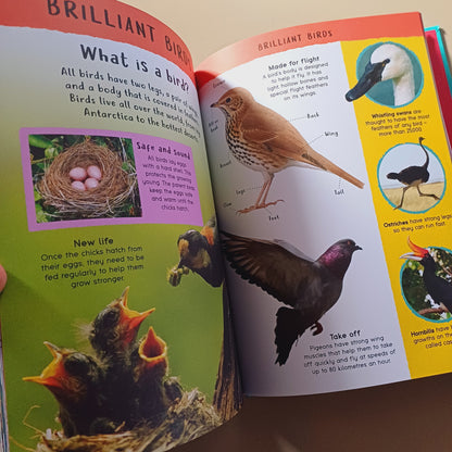 Encyclopedia of Amazing Facts- Miles Kelly