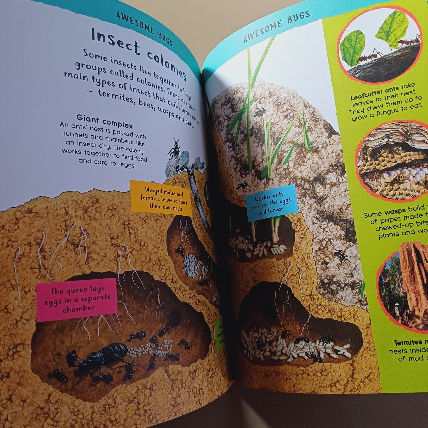 Encyclopedia of Amazing Facts- Miles Kelly