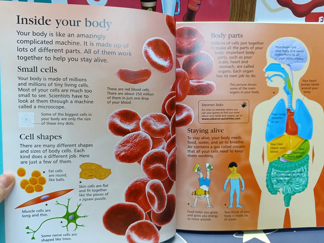 First Encyclopedia of the Human Body -Usborne