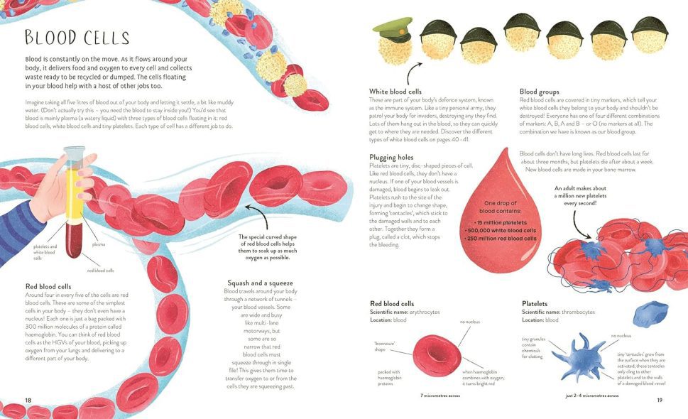 Thirty Trillion Cells- How your body Really works