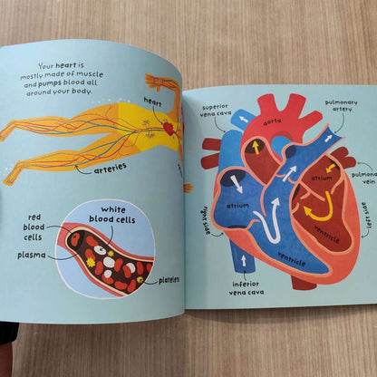 Big Words for Little Experts: Body